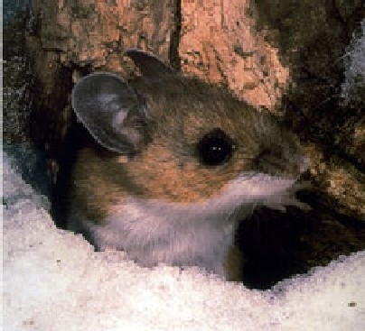 Deer mouse (Peromyscus), Hantavirus reservoir