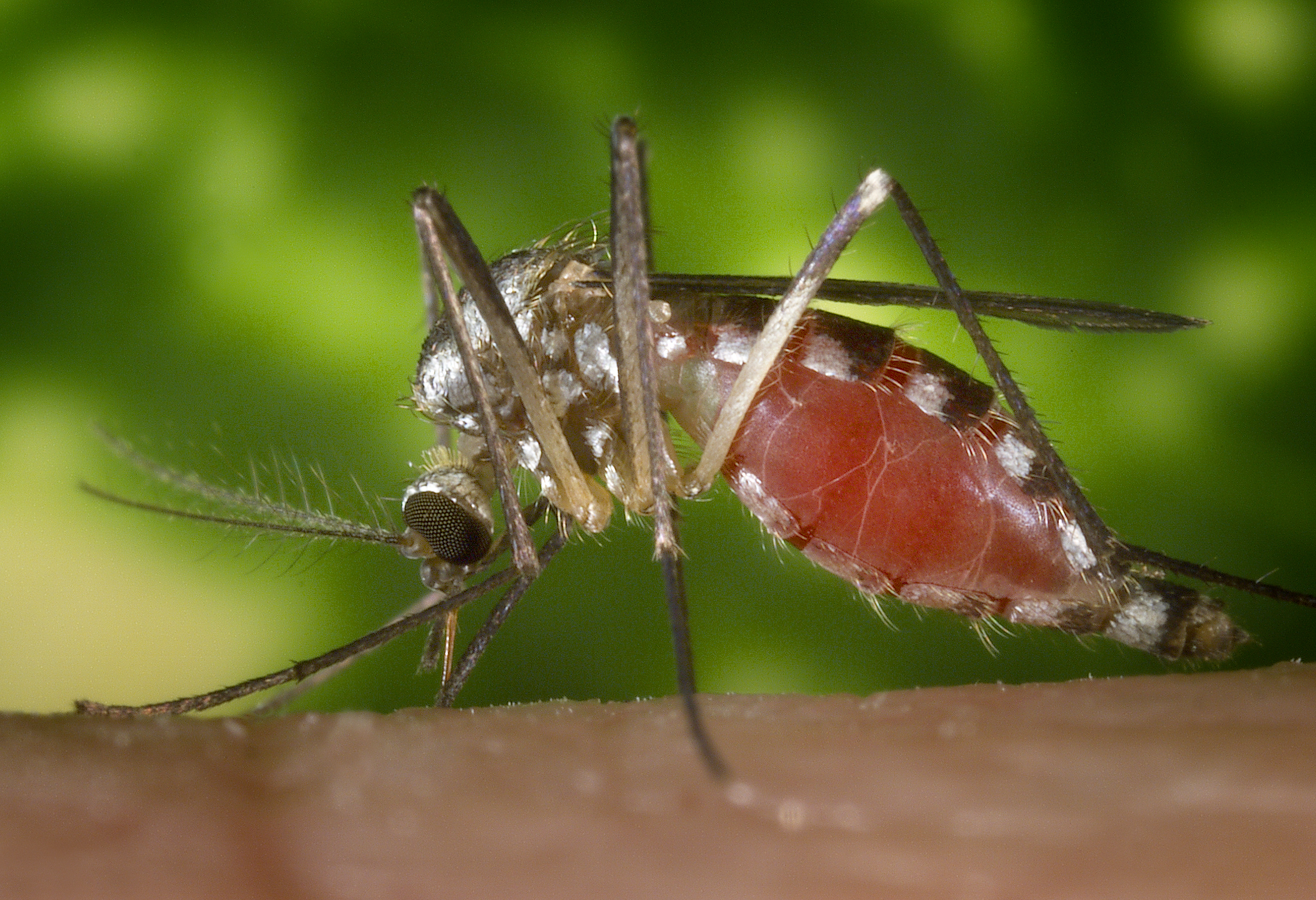 Aedes triseriatus mosquito
