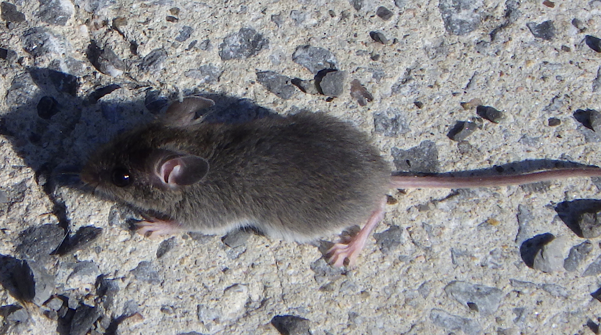 House mouse (Mus musculus), LCMV reservoir