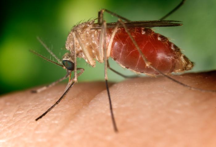 Culex mosquito, EEE vector