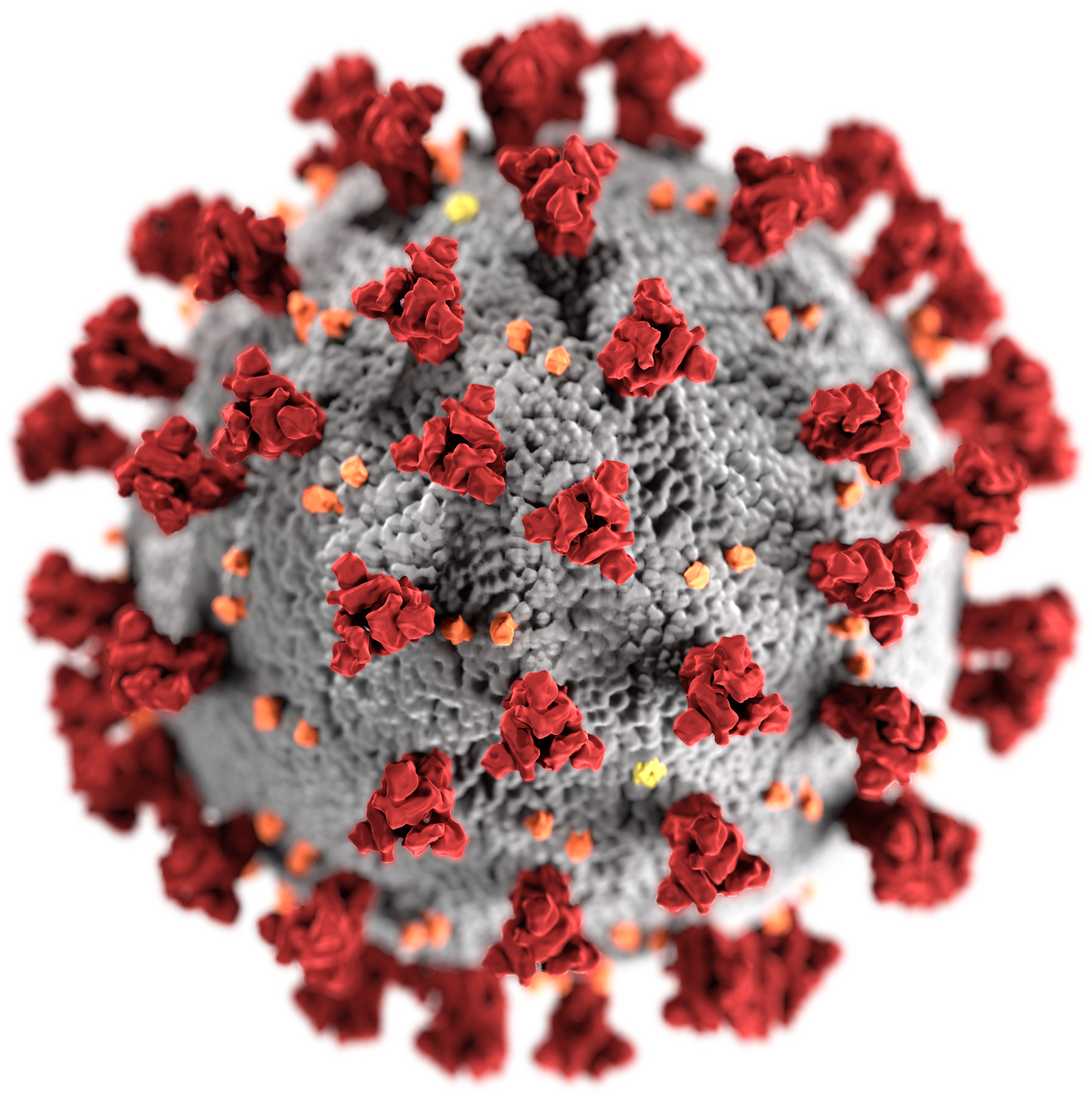 SARS-CoV-2 electron micrograph