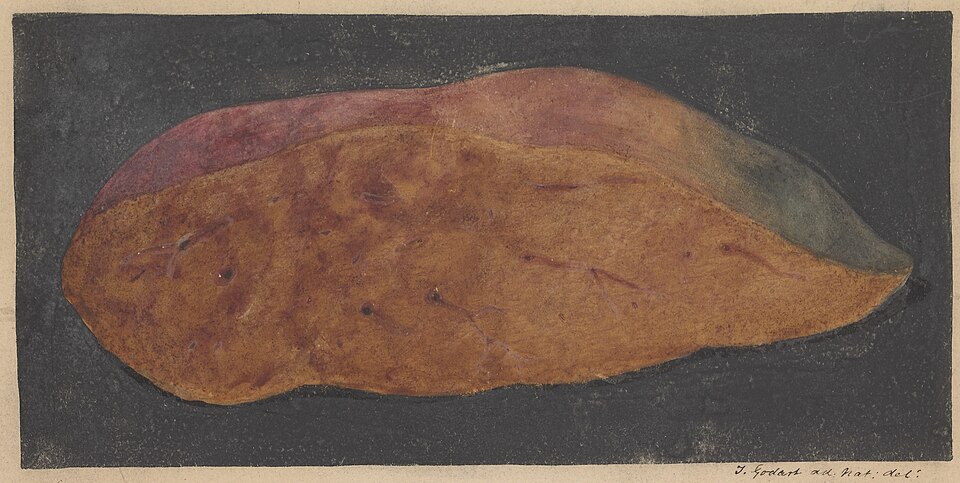 Acute liver necrosis (fulminant hepatic failure)