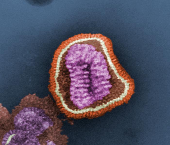 Rotavirus wheel-shaped EM