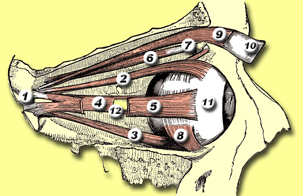 Extraocular muscle anatomy showing rectus and oblique muscles