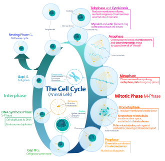 The four phases of the animal cell cycle: G1, S, G2, M