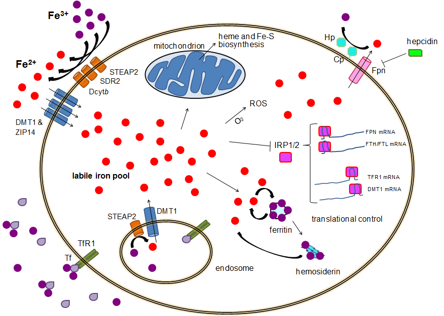 Cellular iron homeostasis