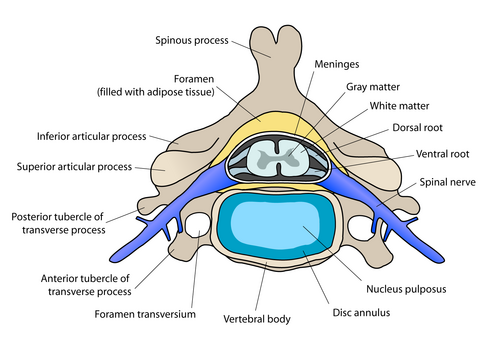 Labeled cervical vertebra superior view