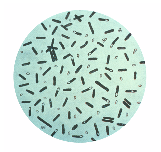 C. botulinum colony morphology