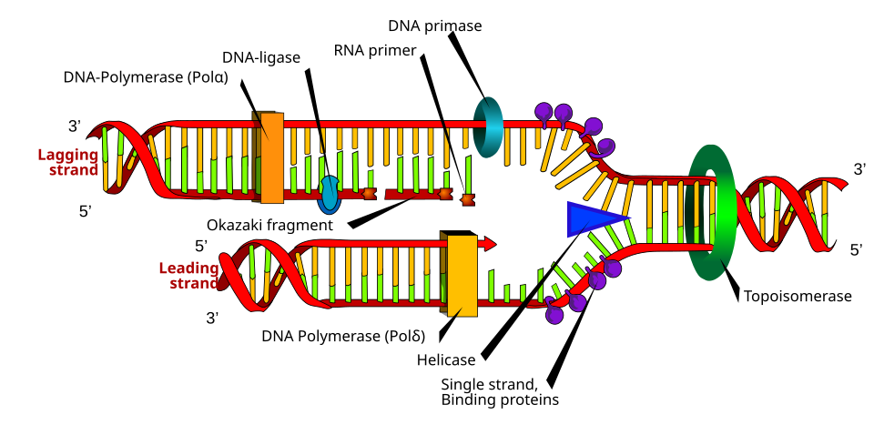 Diagram of the DNA replication fork with leading and lagging strands