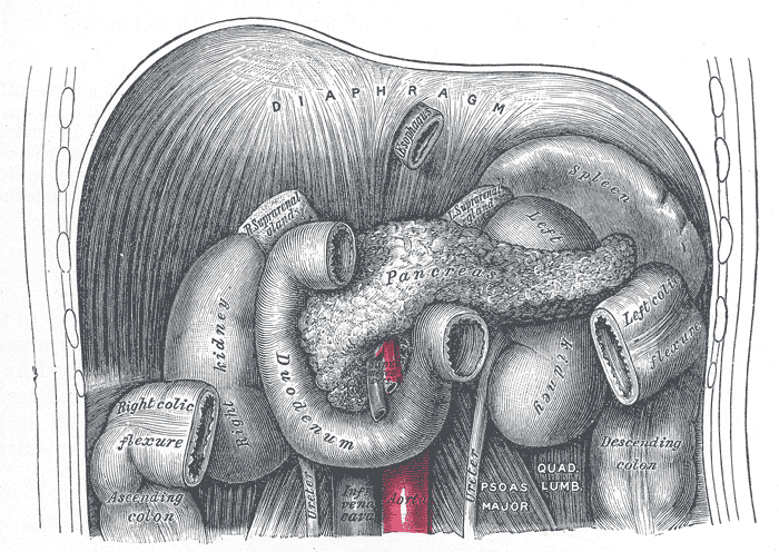 Portal vein and tributaries