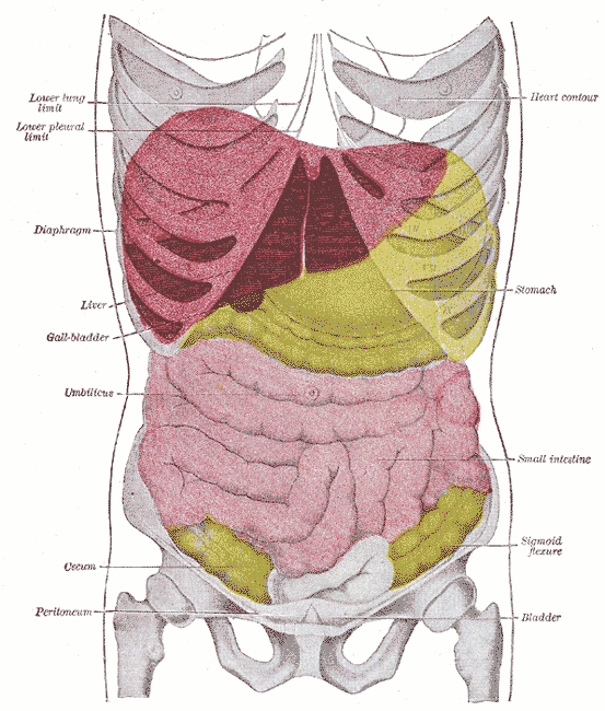 Abdominal aorta branches