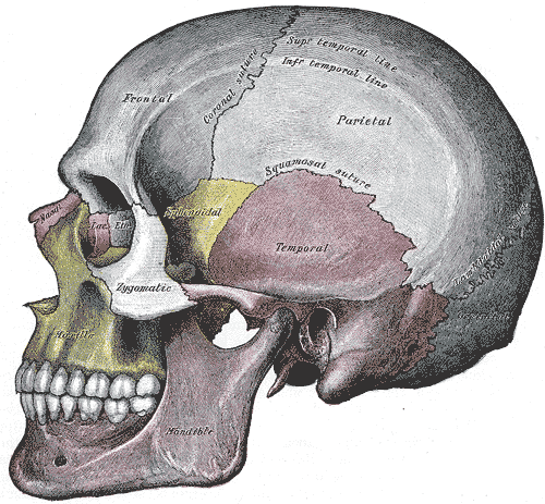 Superior view of skull showing sagittal and coronal sutures