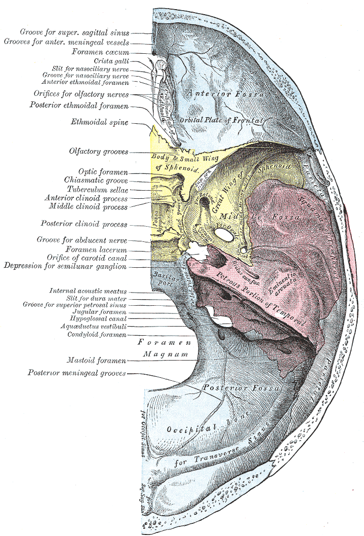 Sagittal skull showing SBS