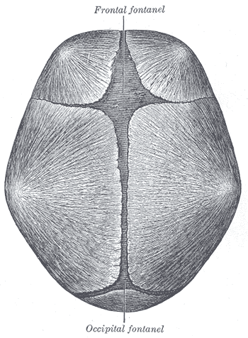 Neonatal skull fontanelles