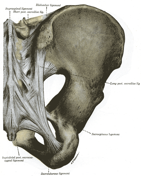 Gray's anatomy posterior view of the articulations and ligaments of the pelvis