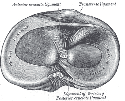 Proximal tibiofibular joint anatomy