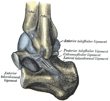 Ankle ligament anatomy