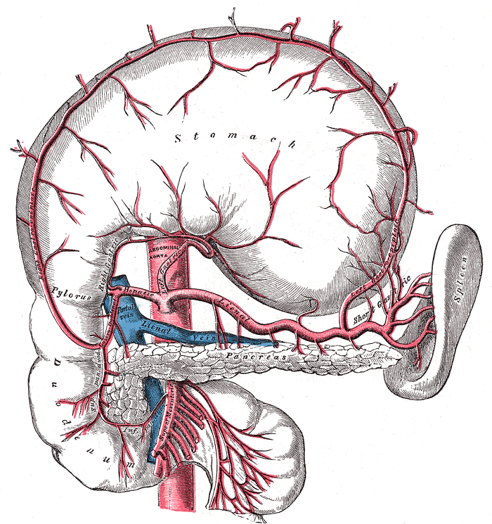 Celiac axis branches detail