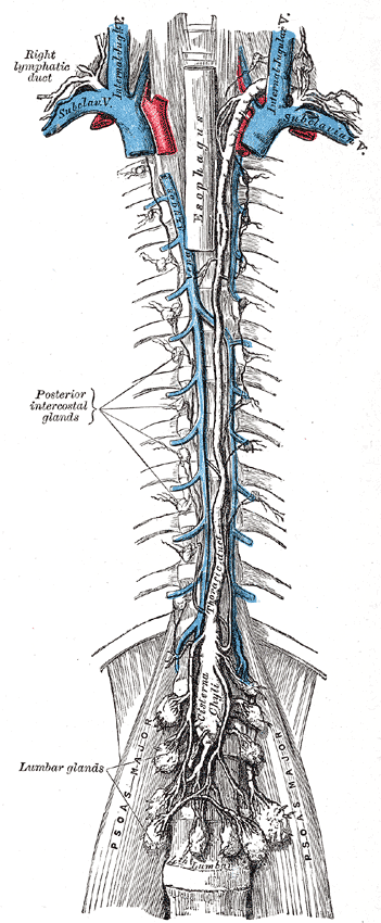 Gray's Anatomy plate 599: the thoracic duct ascending from the cisterna chyli alongside the aorta