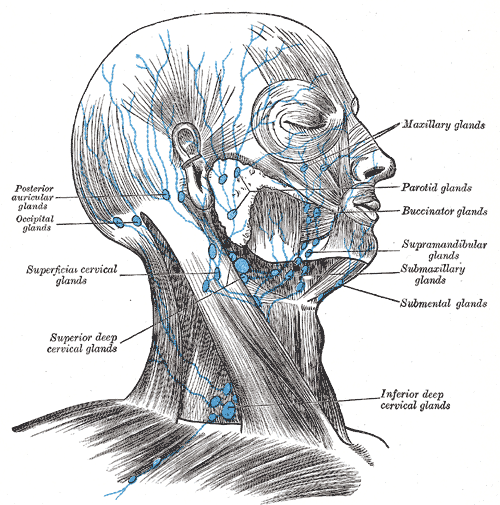 Cross-section of a lymph node showing cortex with follicles, medulla, and afferent/efferent vessels