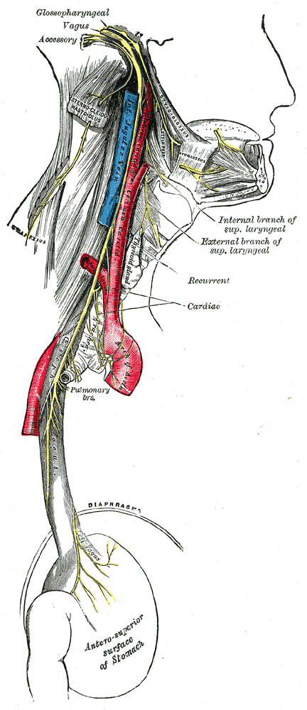 Anatomical illustration of the vagus nerve and its branches