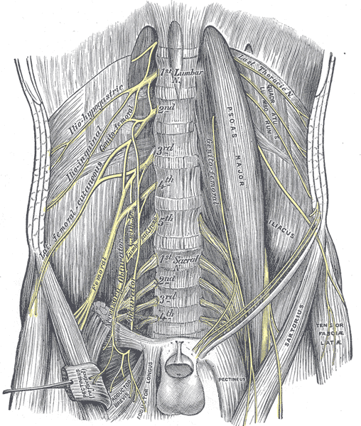 Lumbar plexus and femoral nerve branches
