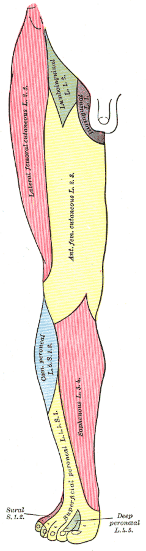 Anterior lower extremity cutaneous nerve distribution map