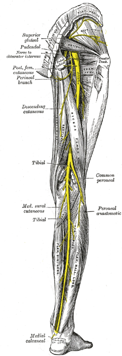Sciatic, tibial, and common peroneal nerves of the posterior thigh, the terminal branches of the sacral plexus