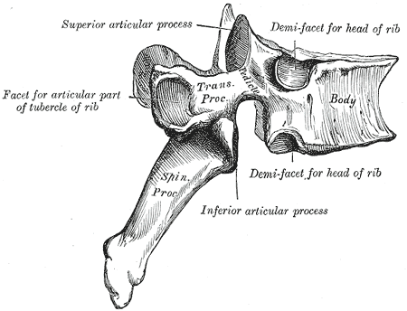 Thoracic vertebra superior view