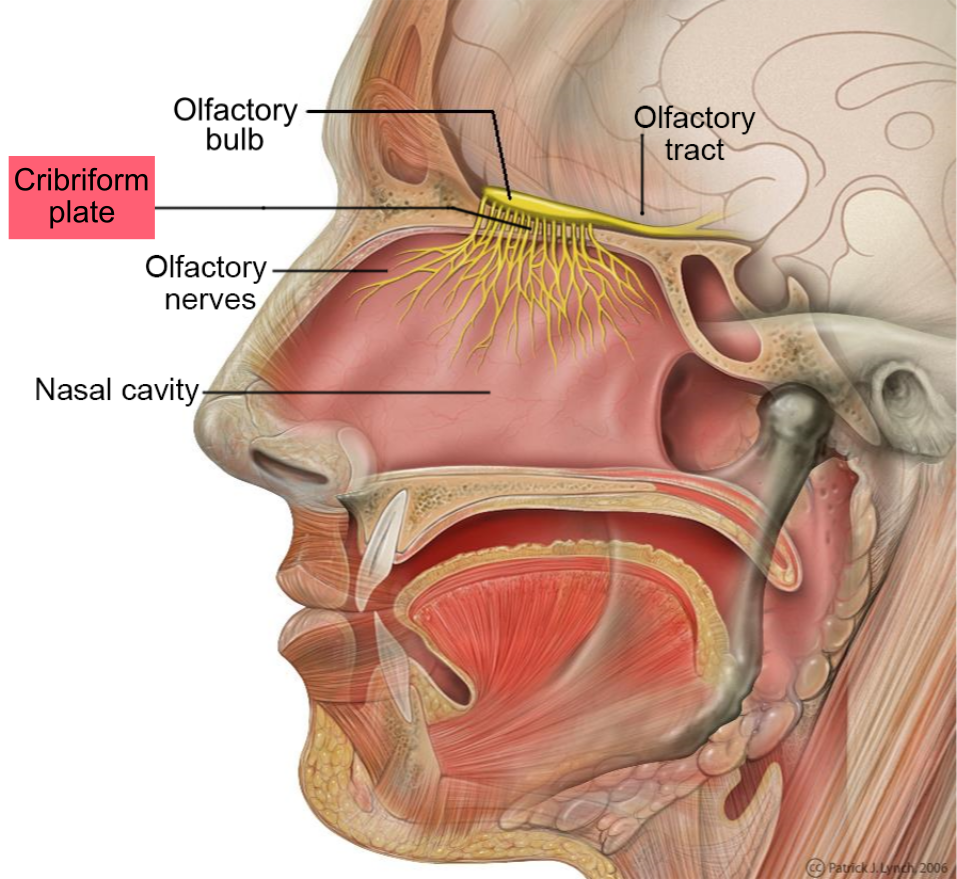 Cribriform plate highlighted in olfactory nerve diagram