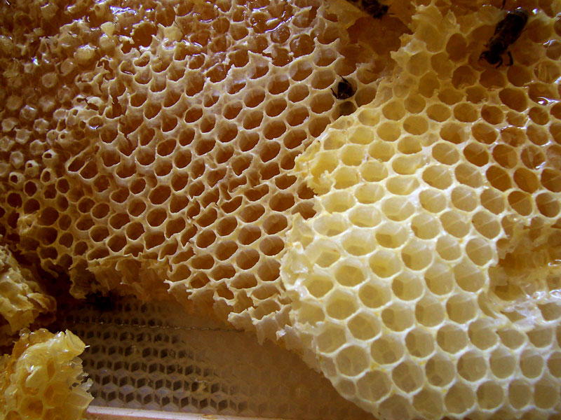 Honey: classic source of infant botulism