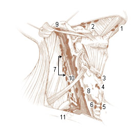 Diagram of a lymph node chain showing afferent and efferent lymphatic vessels
