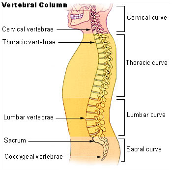 Regions of the vertebral column