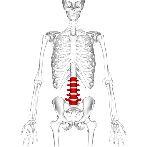 Lumbar vertebrae anterior view