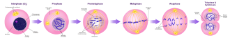 Stages of mitosis: prophase through telophase