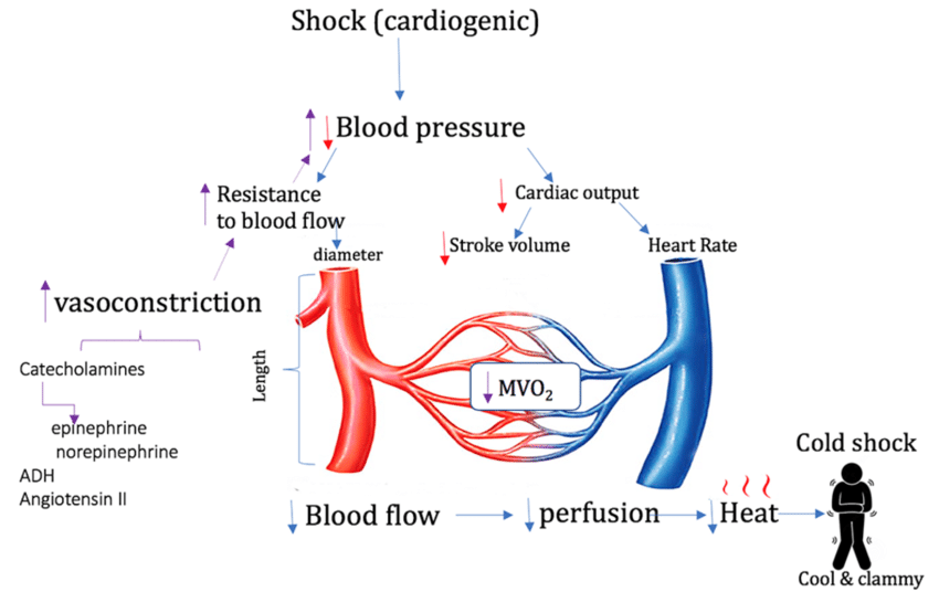 Shock perfusion schematic