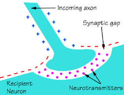 Serotonergic synapse diagram showing neurotransmitter release and reuptake