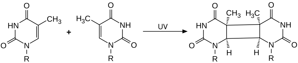 Diagram of UV-induced thymine dimer formation