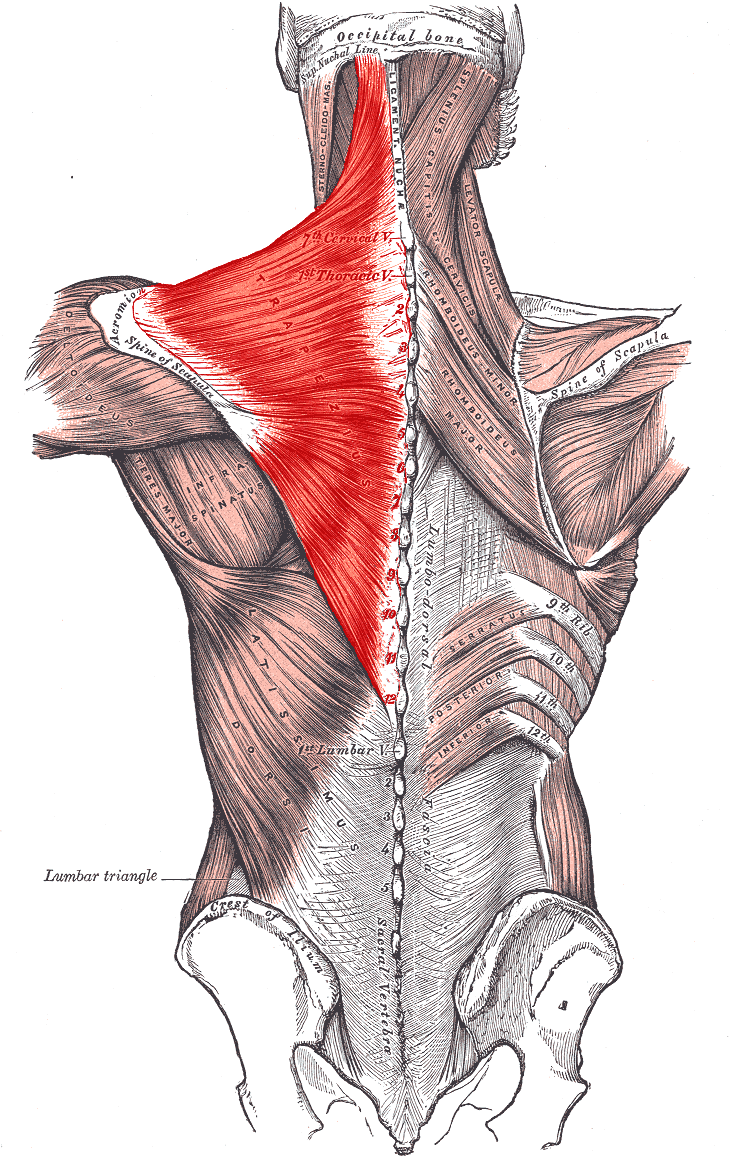 Anatomical drawing of the trapezius muscle showing its origin and insertion