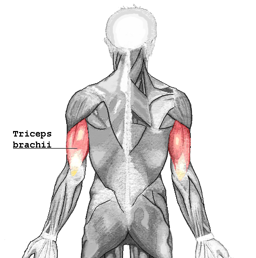 Triceps Brachii Lateral