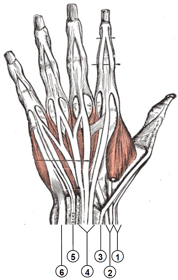 Extensor compartments of the wrist