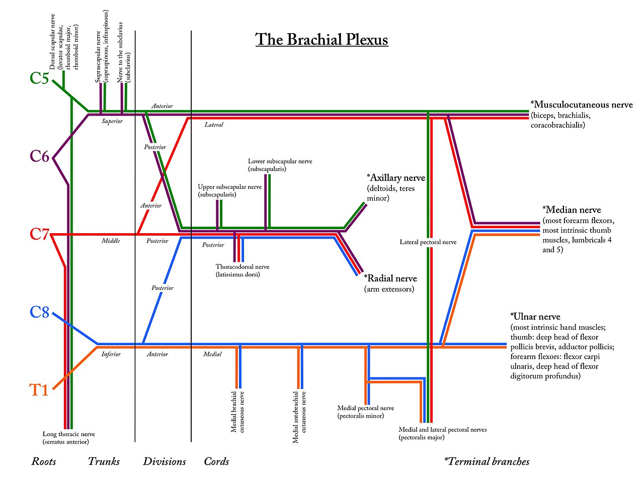Brachial plexus diagram from C5 to T1 with terminal nerve branches
