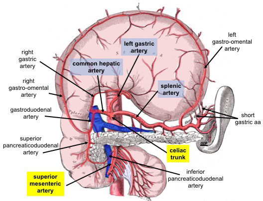 Celiac trunk and its branches: common hepatic, left gastric, and splenic arteries