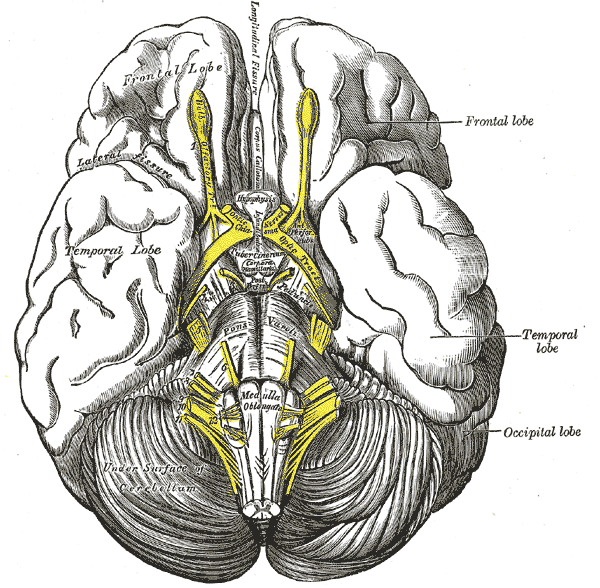Cranial nerves at the base of the brain