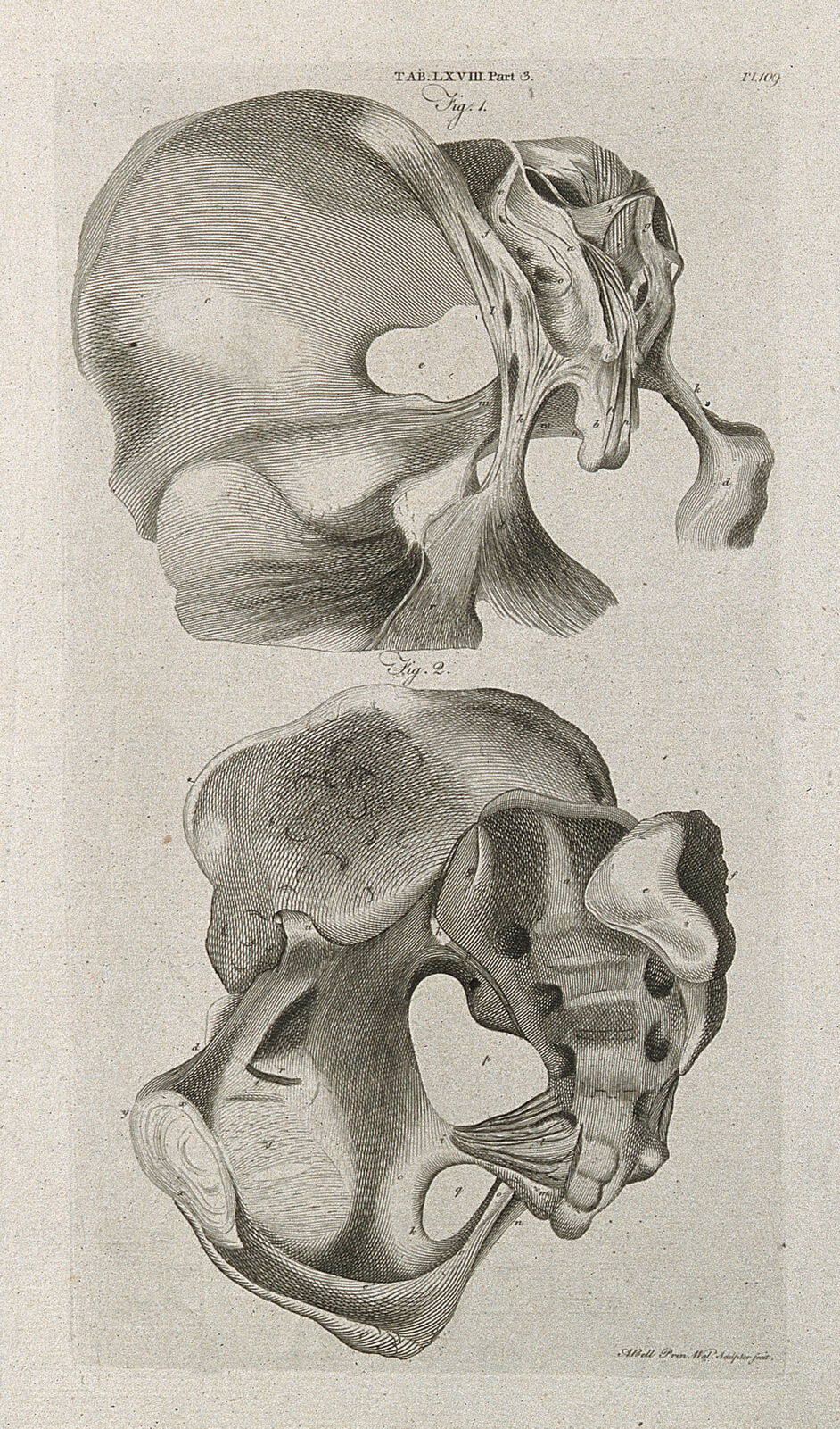 Ligaments of the pelvis and sacrum