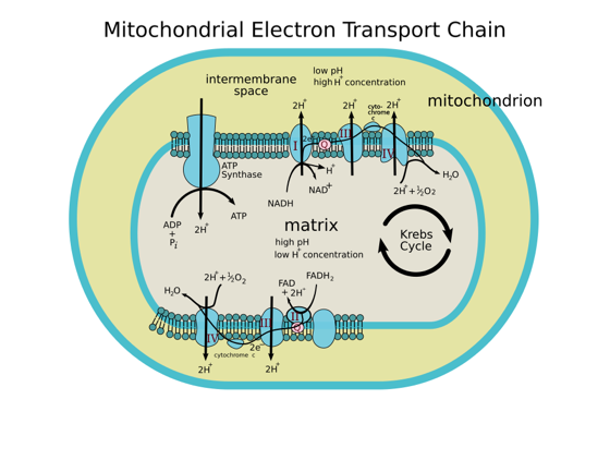 Mitochondrial electron transport chain: complexes, proton gradient, ATP synthase, cytochrome c, NADH and FADH2 entry
