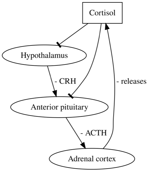 Hypothalamic-pituitary-adrenal axis feedback loop: CRH to ACTH to cortisol with negative feedback