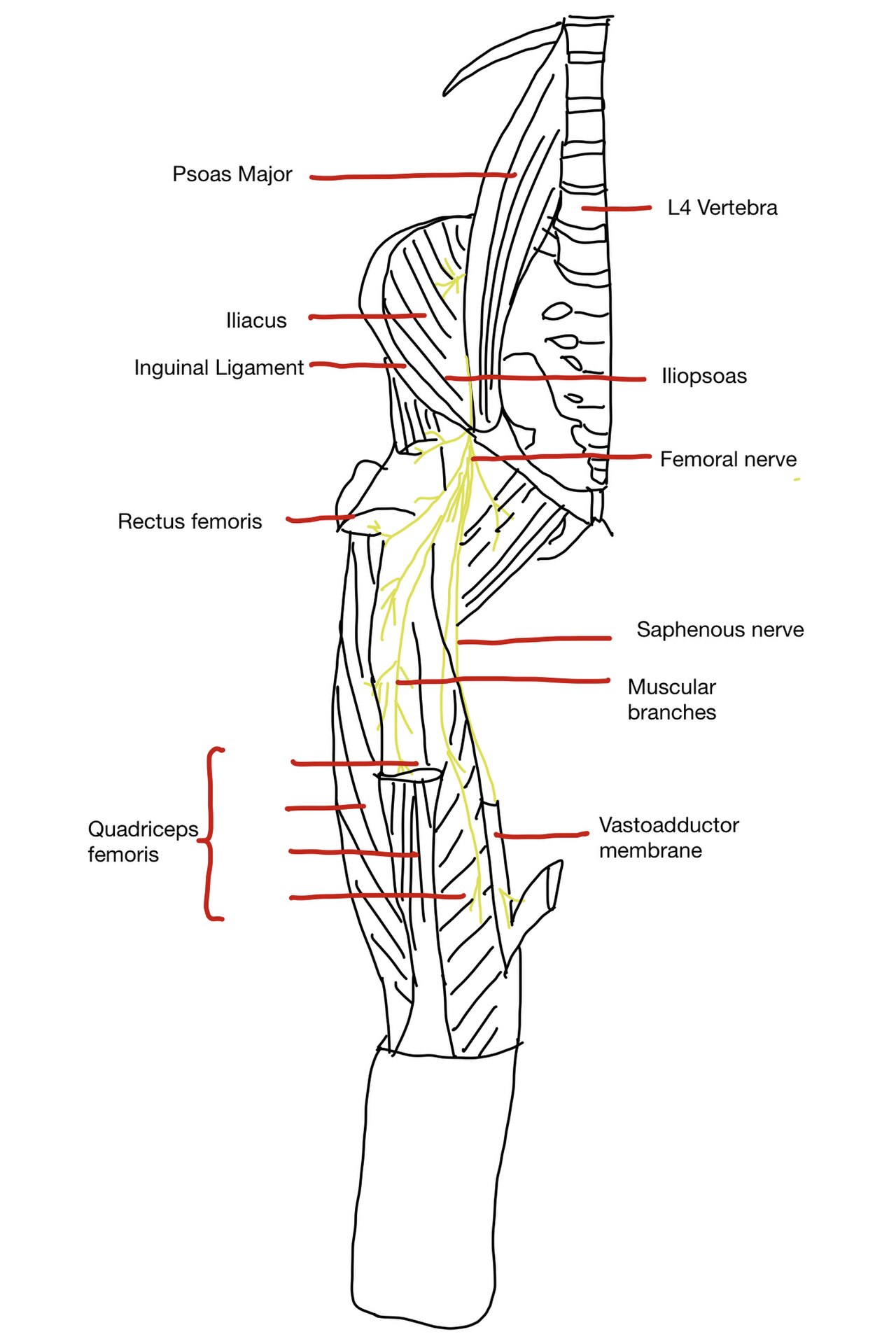 Anterior lower extremity nerve distribution: femoral nerve and its branches