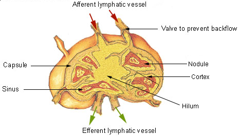 Cross-section of a lymph node showing capsule, cortex with a follicle, medullary sinuses, hilum, and afferent and efferent lymphatic vessels
