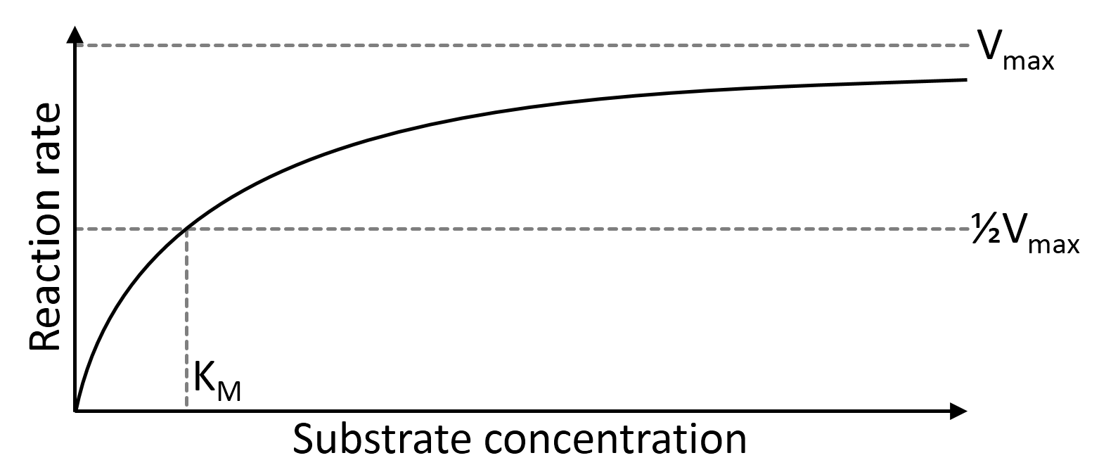 Michaelis-Menten curve: reaction rate versus substrate concentration, showing Vmax, half-Vmax, and Km